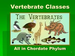 Vertebrate Classes All in Chordate Phylum
