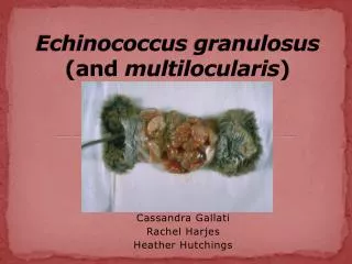Echinococcus granulosus (and multilocularis )