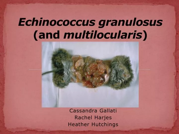 echinococcus granulosus and multilocularis