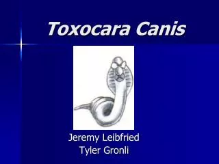 Toxocara Canis