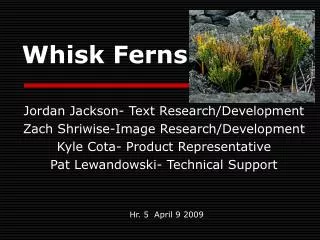 Whisk Ferns