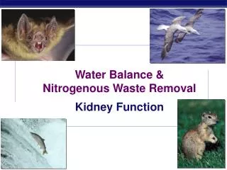 Water Balance &amp; Nitrogenous Waste Removal