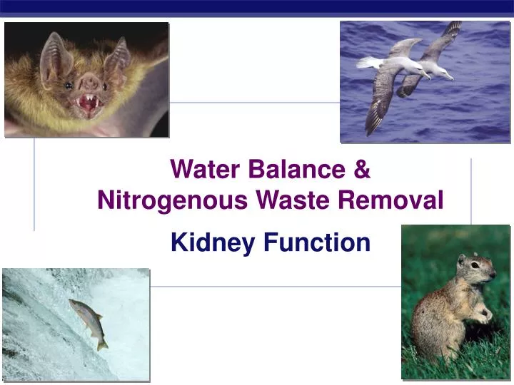 water balance nitrogenous waste removal