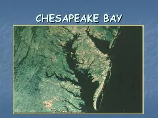 CHESAPEAKE BAY