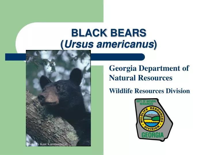 black bears ursus americanus