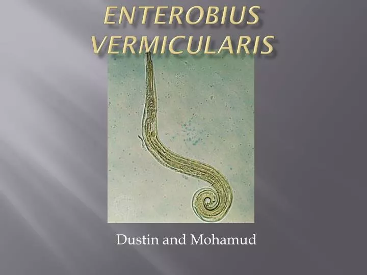 enterobius vermicularis