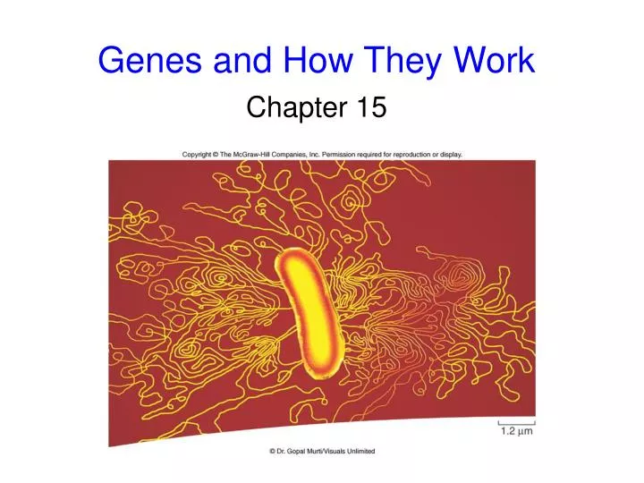 genes and how they work