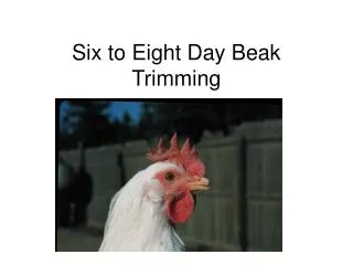 Six to Eight Day Beak Trimming