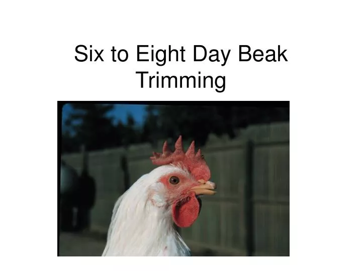 six to eight day beak trimming
