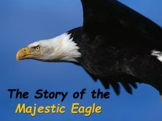 The Story of the Majestic Eagle
