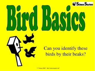 Can you identify these birds by their beaks?