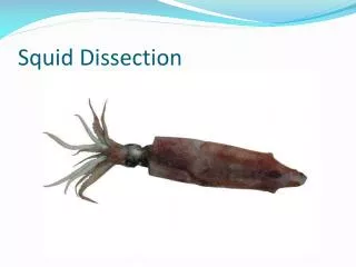 Squid Dissection