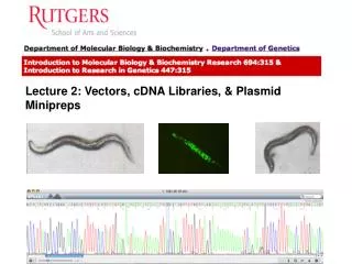 Lecture 2: Vectors, cDNA Libraries, &amp; Plasmid Minipreps