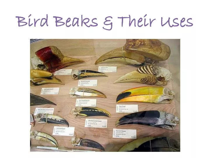 bird beaks their uses