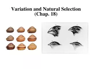 Variation and Natural Selection (Chap. 18)