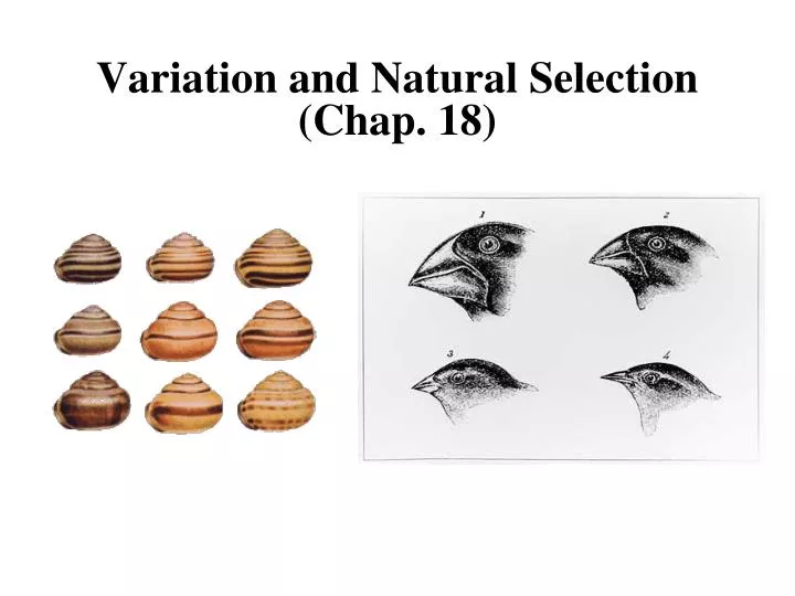 variation and natural selection chap 18