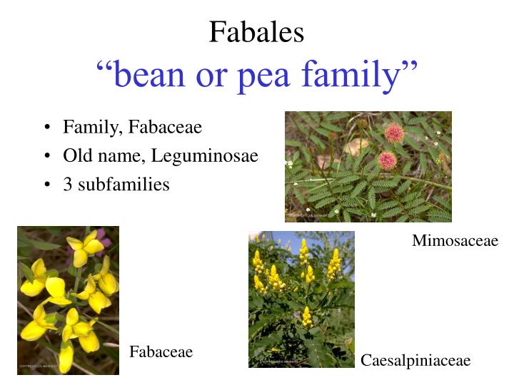 fabales bean or pea family