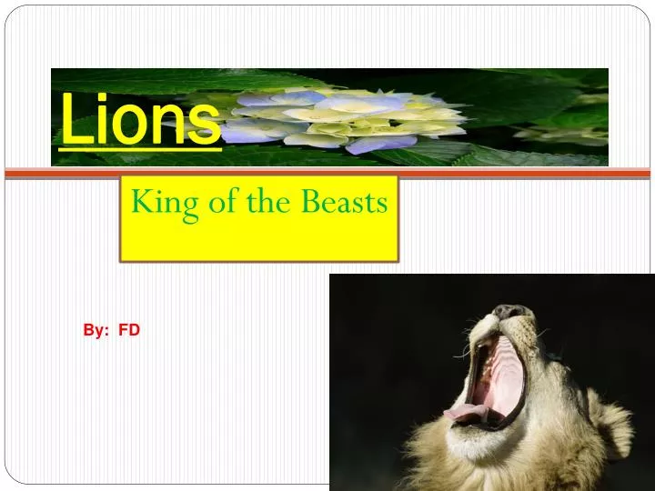Lion - All You Need To Know About The King Of The Beasts!!