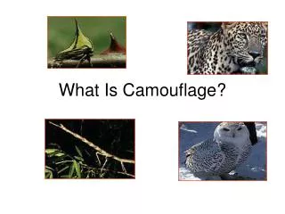 What Is Camouflage?