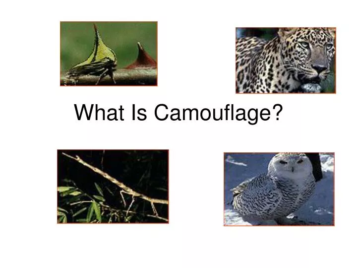 what is camouflage