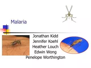 Malaria