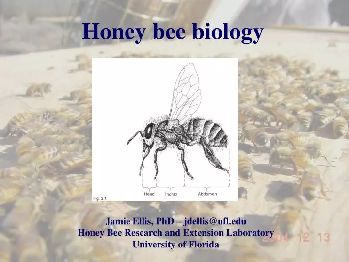 honey bee biology