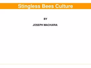 Stingless Bees Culture