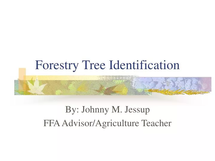 forestry tree identification