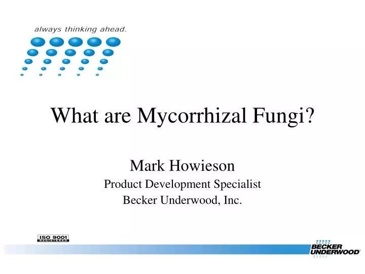 what are mycorrhizal fungi
