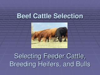 Beef Cattle Selection Selecting Feeder Cattle, Breeding Heifers, and Bulls