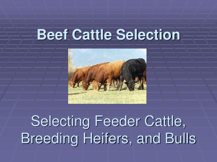beef cattle selection selecting feeder cattle breeding heifers and bulls