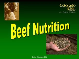 Beef Nutrition