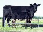 Beef Cattle Breeds - slide 1