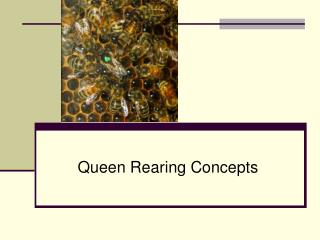 Queen Rearing Concepts