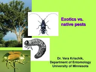 Exotics vs. native pests