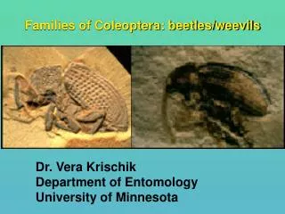 Families of Coleoptera: beetles/weevils