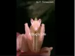 A Bug’s Life - slide 1