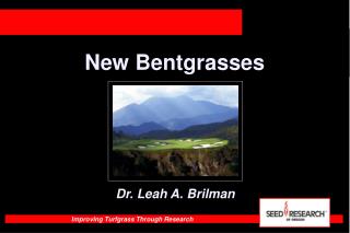 New Bentgrasses