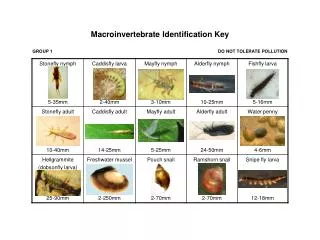 Macroinvertebrate Identification Key GROUP 1					 DO NOT TOLERATE POLLUTION