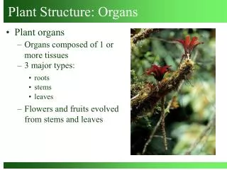 Plant Structure: Organs