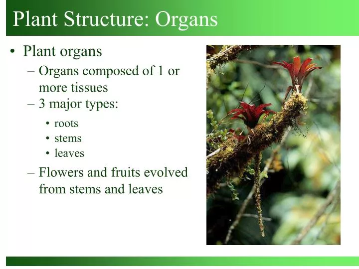 plant structure organs