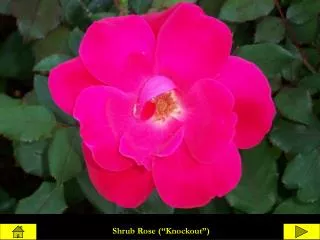 Shrub Rose (“Knockout”)