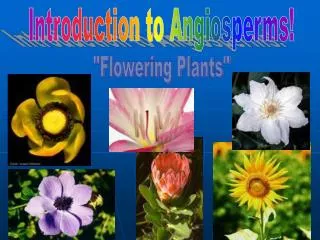 Introduction to Angiosperms!
