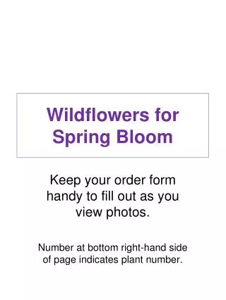 Wildflowers for Spring Bloom