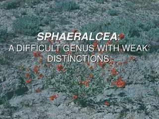 SPHAERALCEA : A DIFFICULT GENUS WITH WEAK DISTINCTIONS