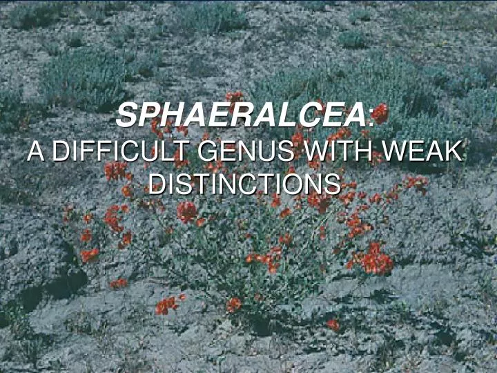 sphaeralcea a difficult genus with weak distinctions