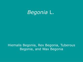 Begonia L.