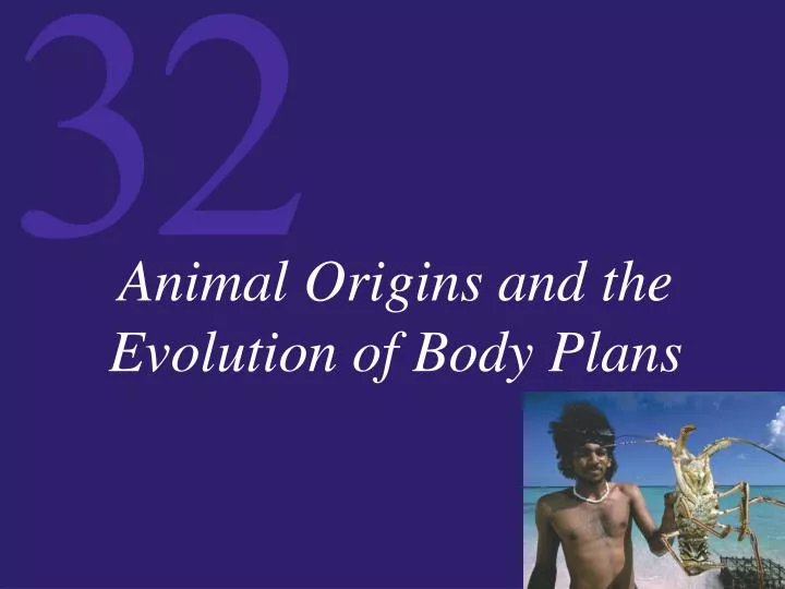 animal origins and the evolution of body plans