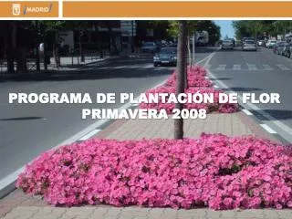 PROGRAMA DE PLANTACIÓN DE FLOR PRIMAVERA 2008