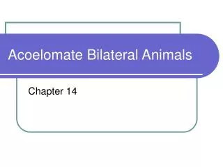Acoelomate Bilateral Animals